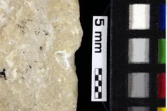 Foto (Detailansicht) von Gastrodorus sp. (NHMW-GEO-1990-0041-0110)